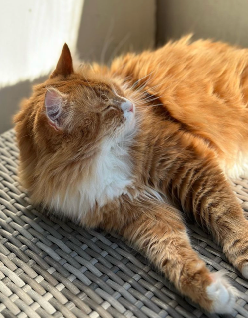 Sibirisk katt Kepheus